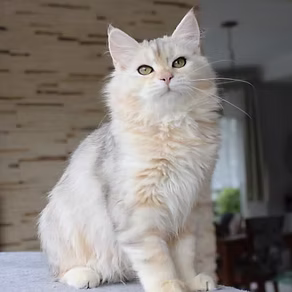 Bonnie the Siberian Cat