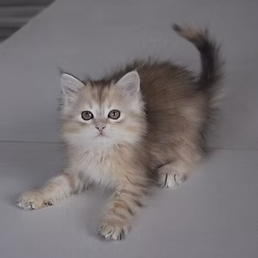 Bonnie the Siberian Cat